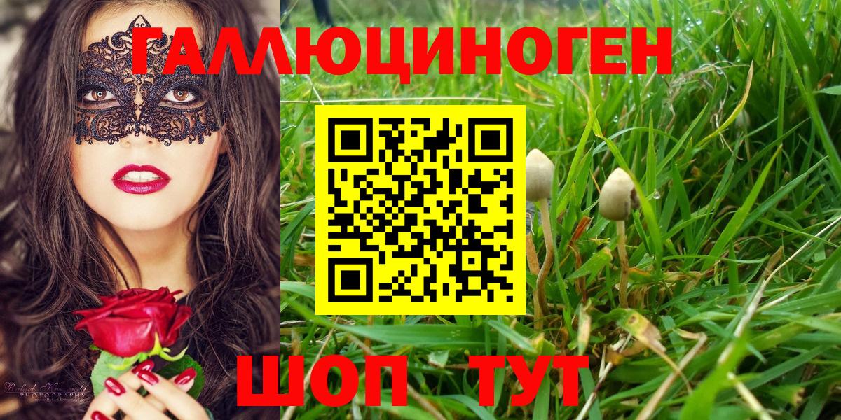 Галлюциногенные грибы Psilocybine cubensis Сафоново